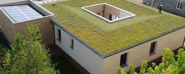 aménagement d'un toit végétalisé